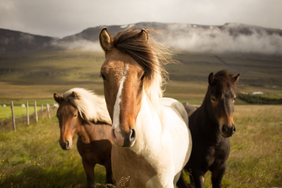 Horse riding in Iceland
