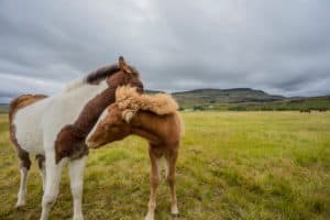 Iceland Facts for Kids