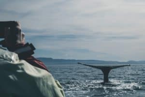 Watching whales