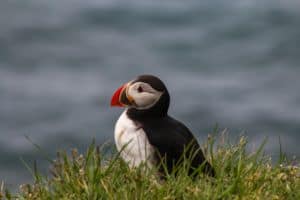 When can I see puffins in Iceland