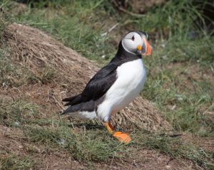 When can I see puffins in Iceland