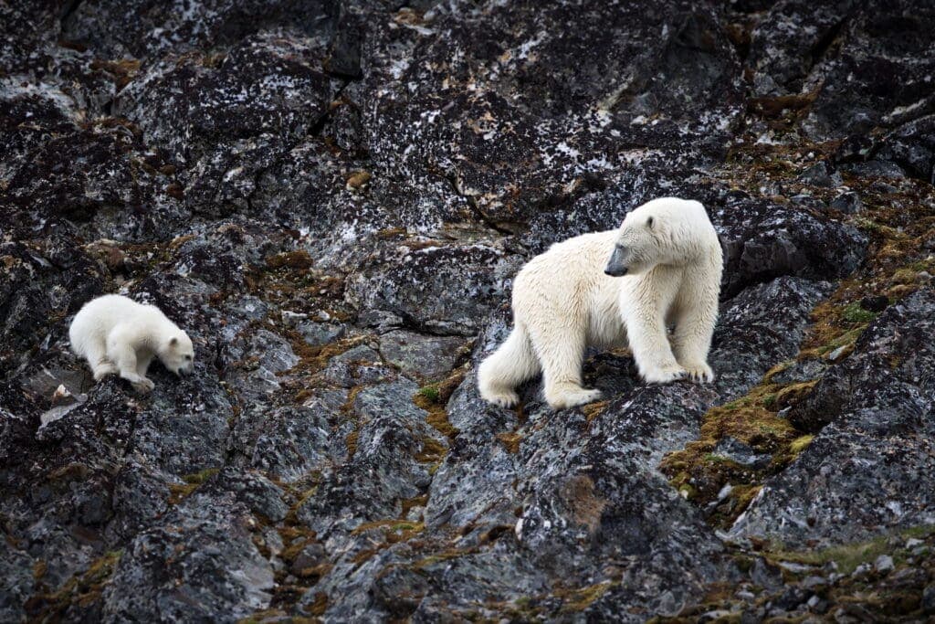 How Polar Bears Arrive in Iceland