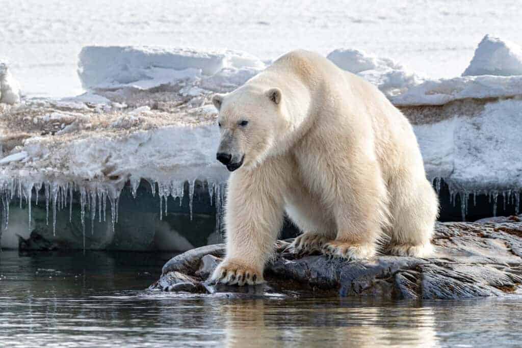 In Which Countries Are Polar Bears Commonly Found?